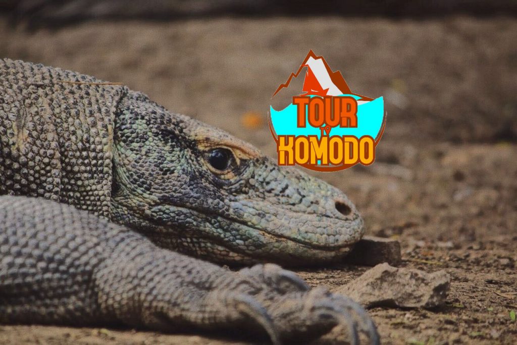 Pulau Komodo Labuan Bajo Nusa Tenggara Timur - Tour to 